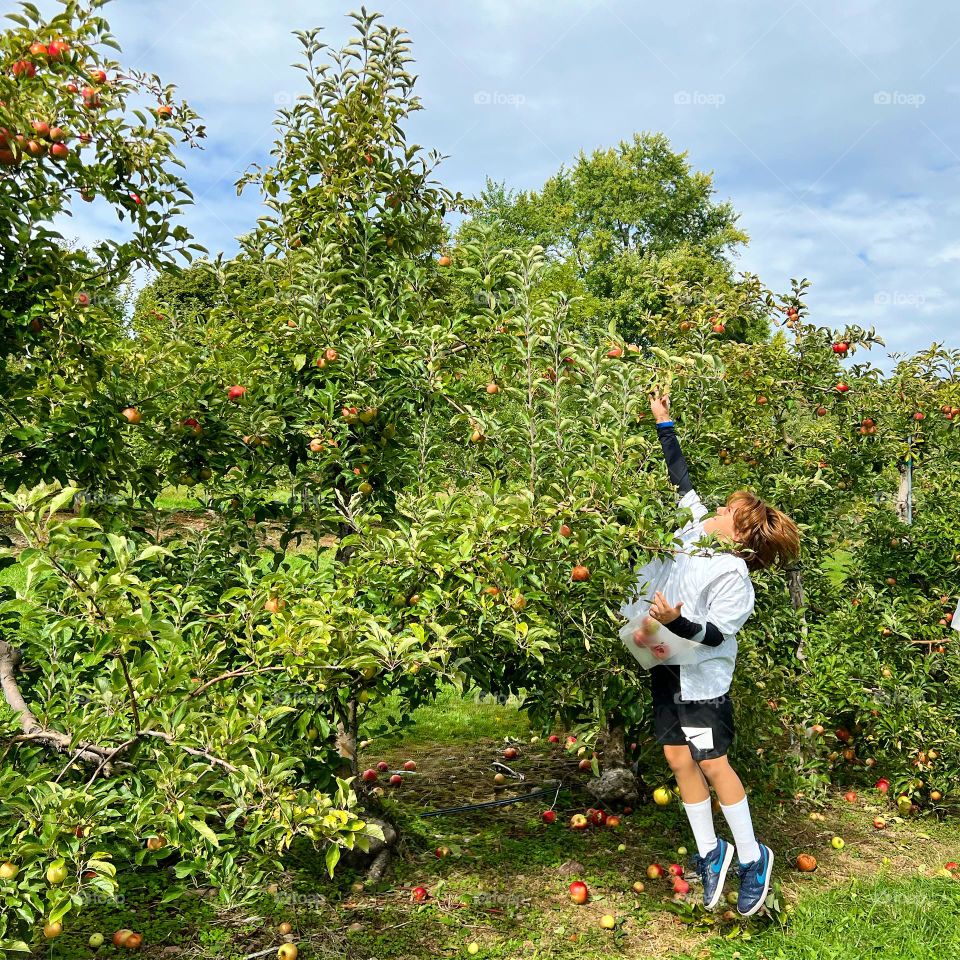 Fall Apples