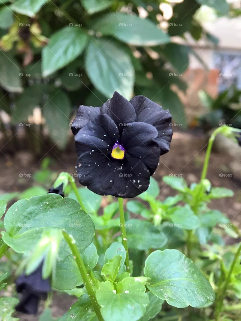Black viola