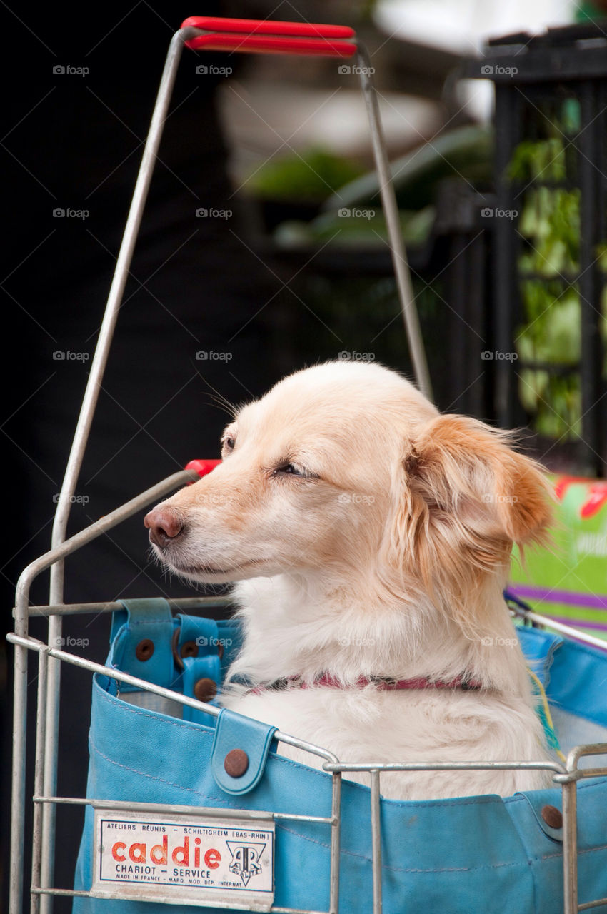 Dog sits in a Market Basket at the farmers market in France