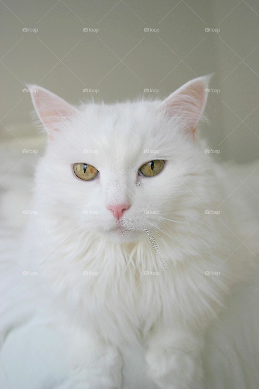 Angel kitty portrait 
