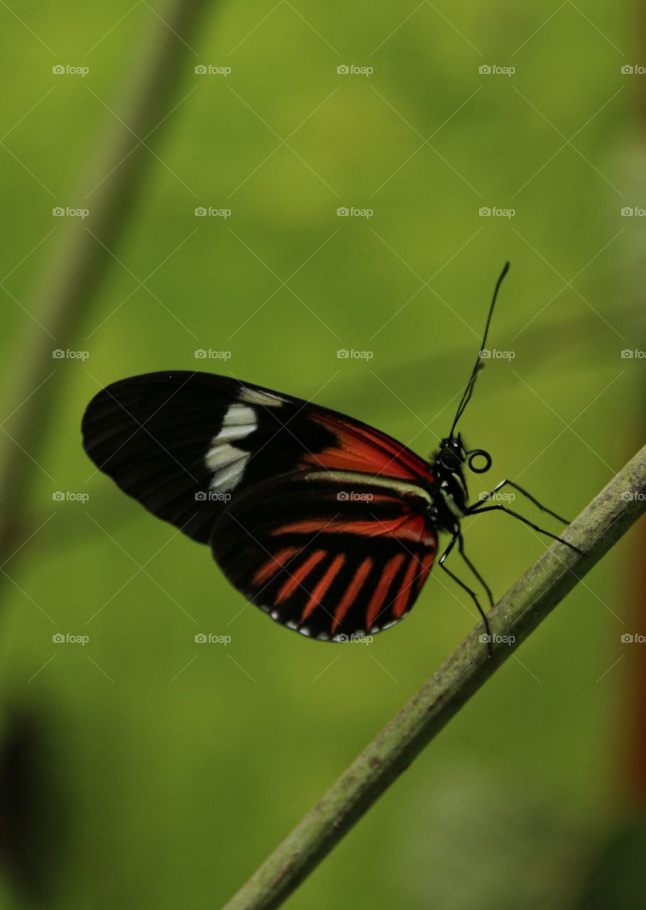 Almost a silhouette of the fine details of this butterfly's outline especially effective with the green blurred background