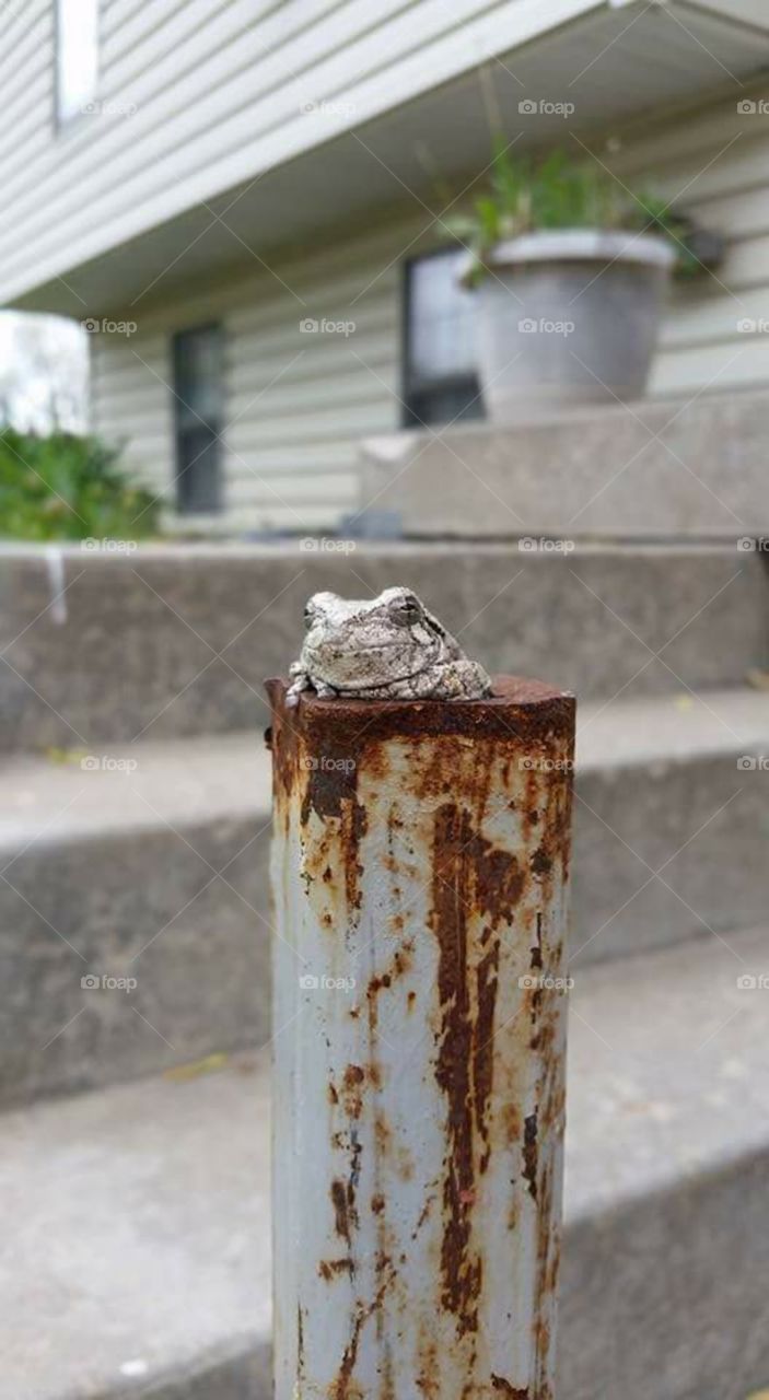 Friendly frog, hanging out by the front steps.