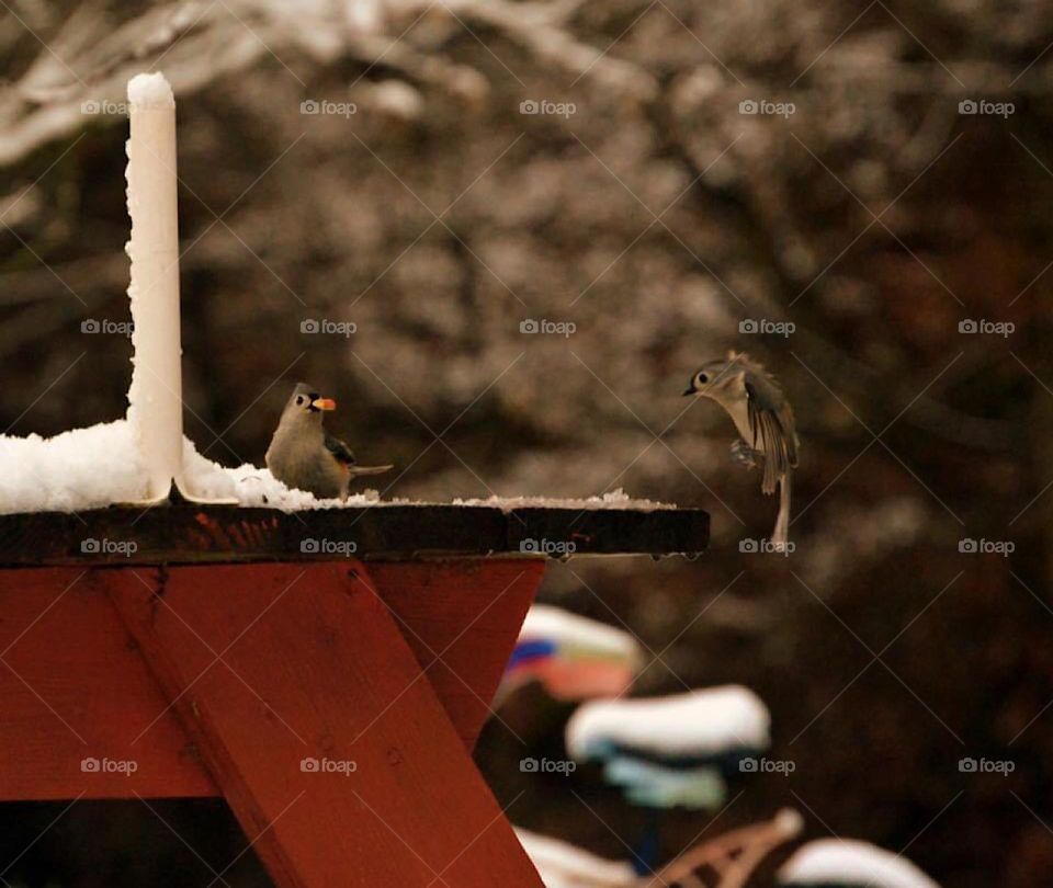 Coming in for landing