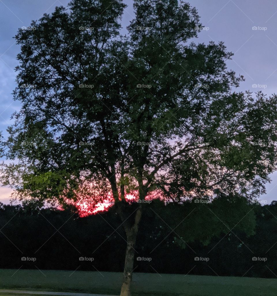 evening summer sunset in the park