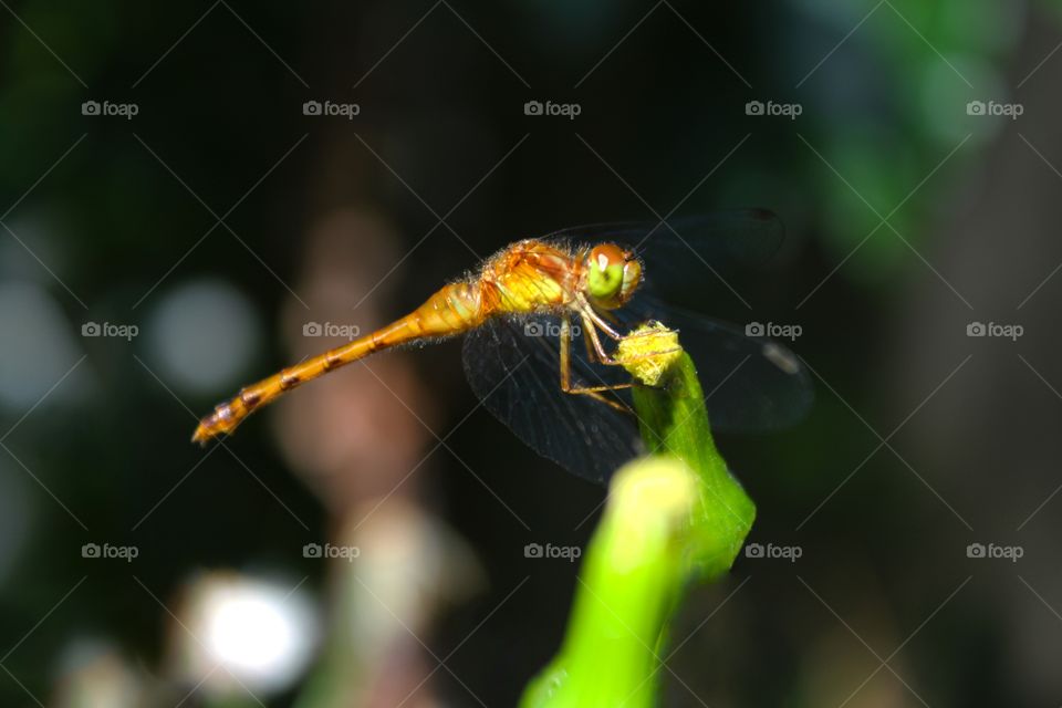 Dragon Fly Closeup on Flower Bud. Blurred Background 