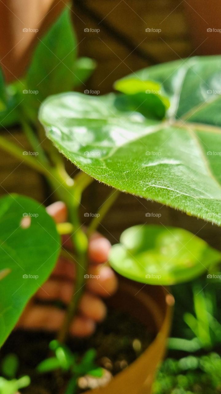 replanting a fruit tree