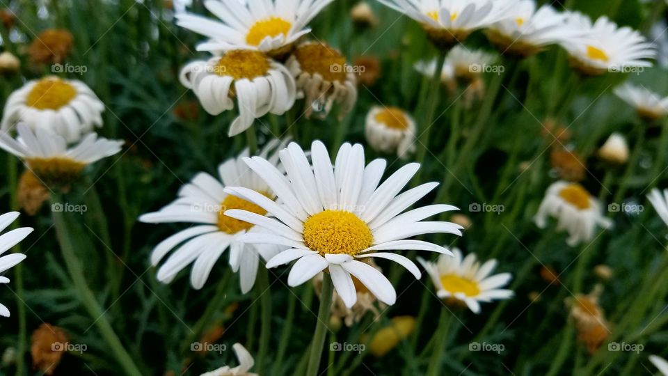 Chamomile flowers