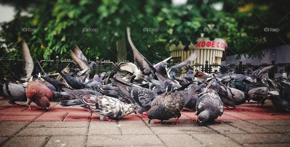 flock of feeding pigeons