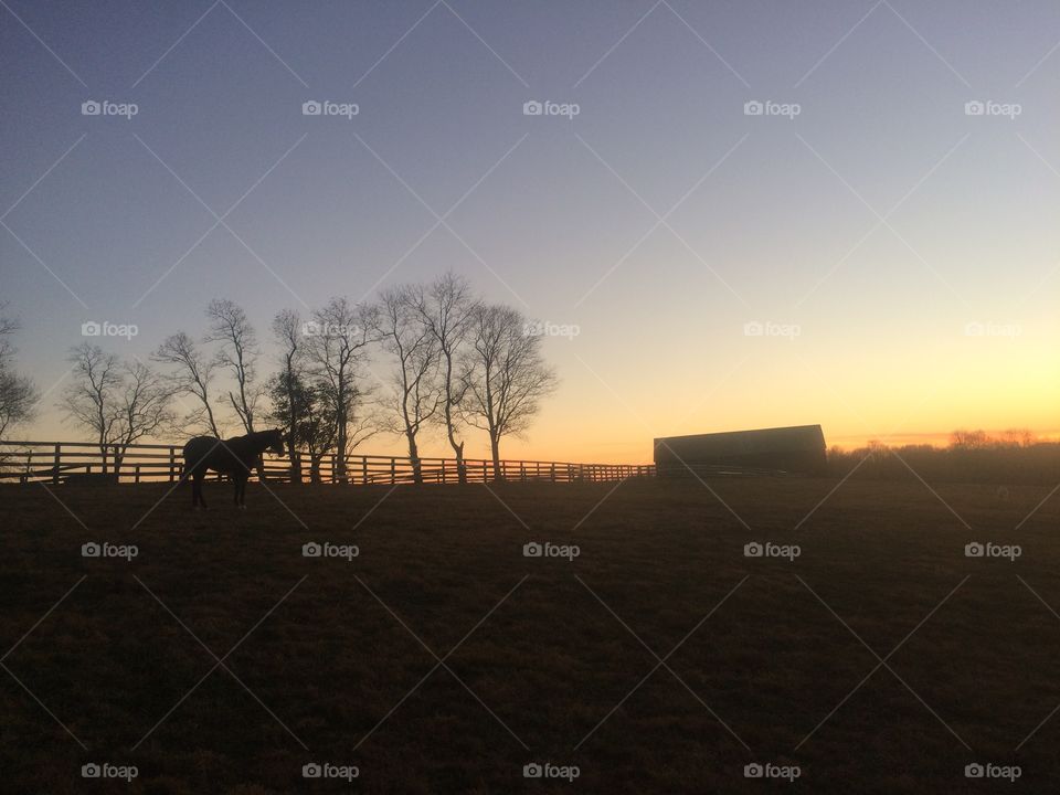 Horse farm at sunset 