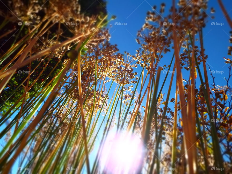 Low angle view of tall dried wildflowers in field with sun rays shining down from above

