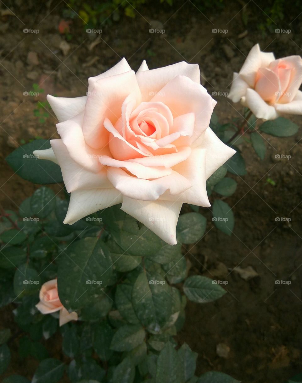 Lovely pink rose in morning time