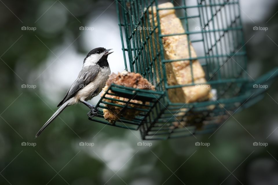 Chickadee 