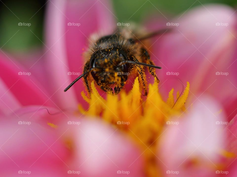 Wildbee on flower