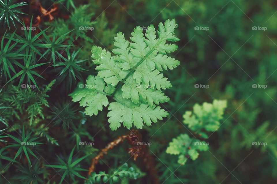 Closeup or macro of small green fern plant 