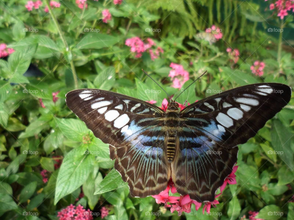 flowers nature blue butterfly by jmh