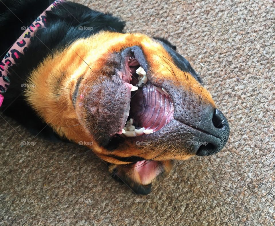 Close-up of a dog mouth open