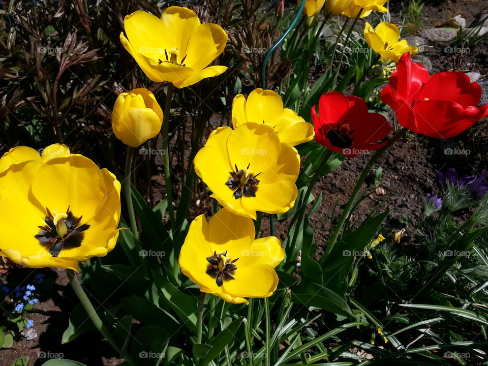 Tulips
