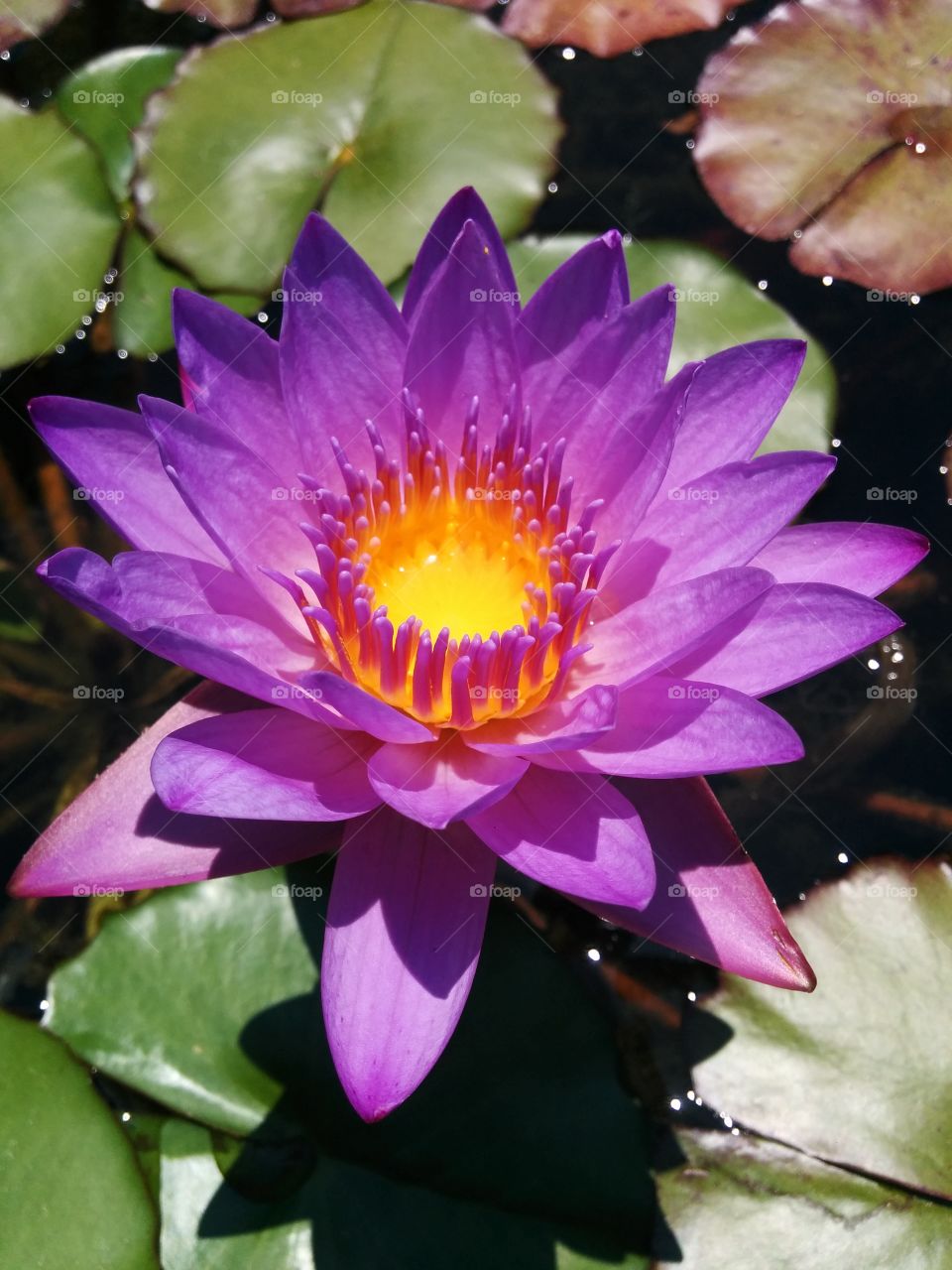 water lily. park and beautiful water lily