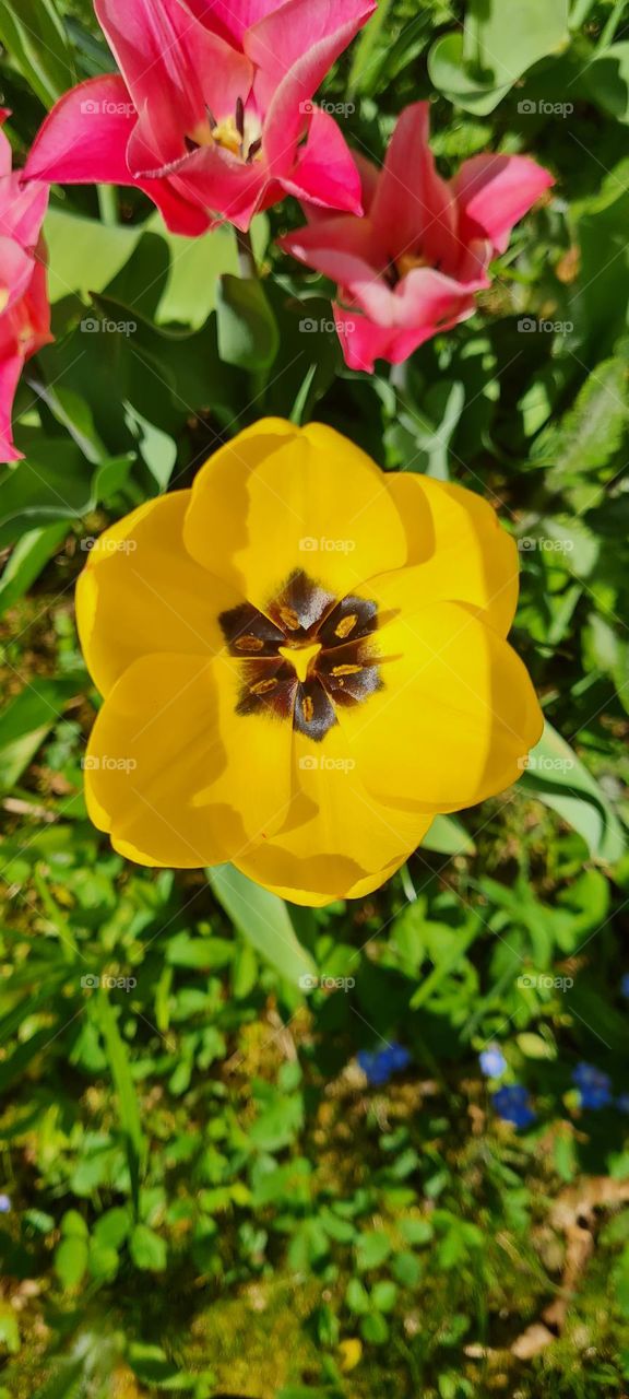 Tulpen