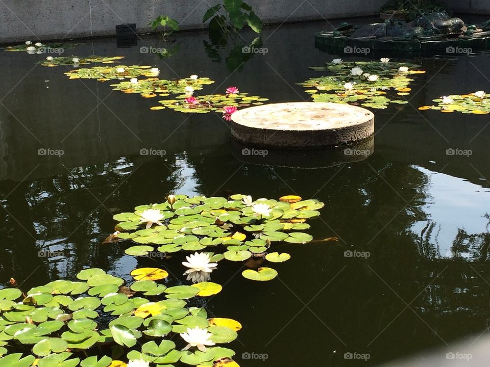Lily Pads