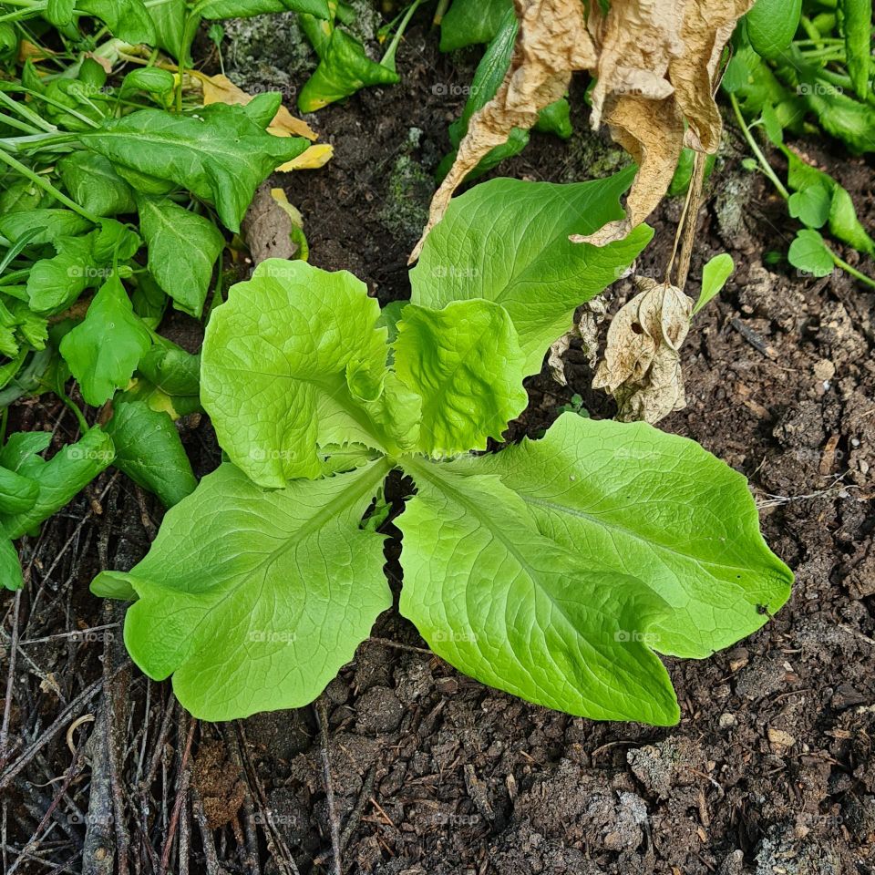 Gemüsebeet im Glashaus