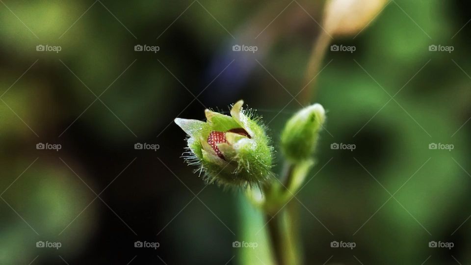 Macro photo of green grass growing in the garden