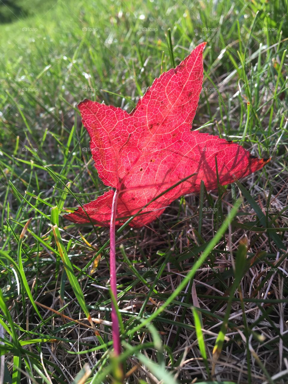 Fallen red leaf in grass 