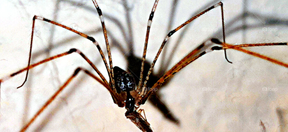 Spider eating an insect.
