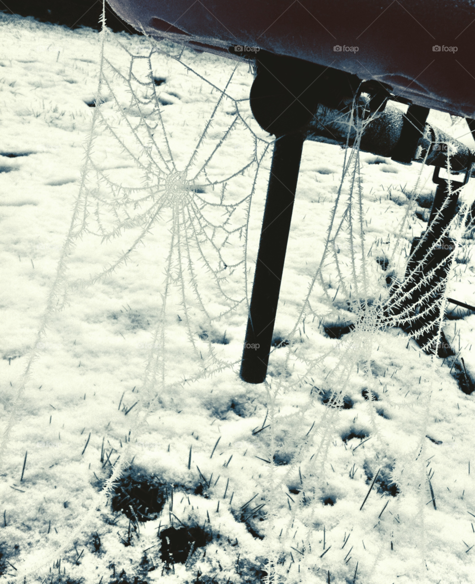 Spider web with ice formation