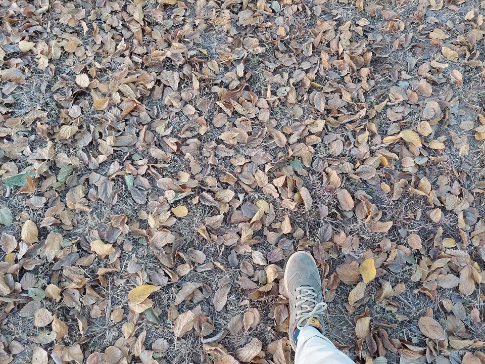 One step on dry autumn leaves