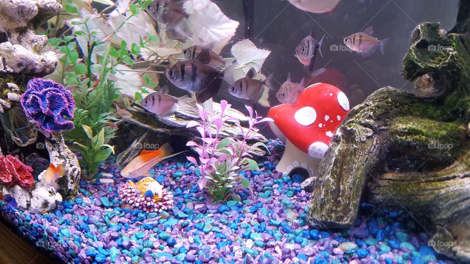 Aquarium with fish and Ornaments