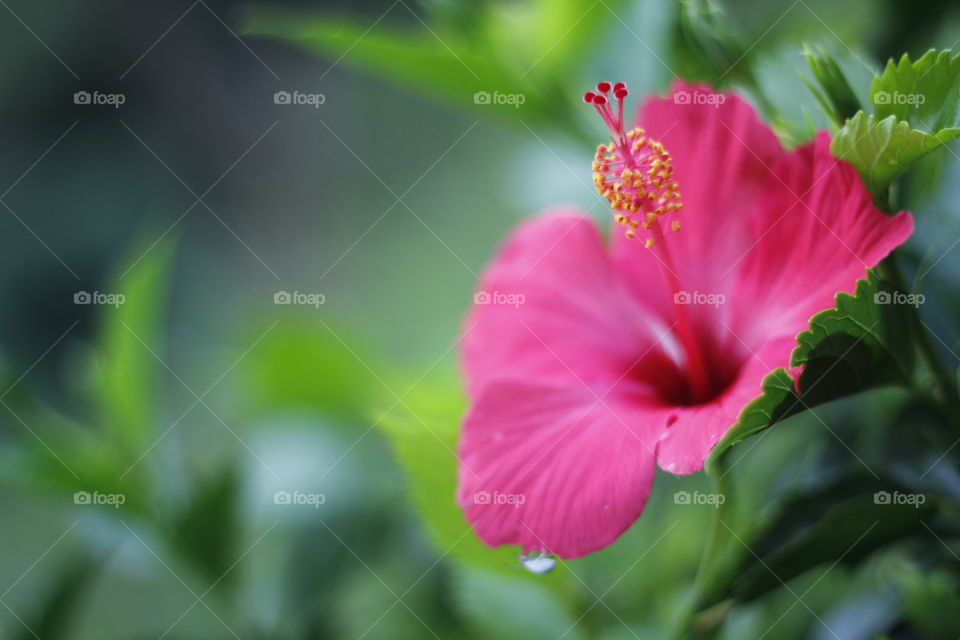 hibiscus nature green