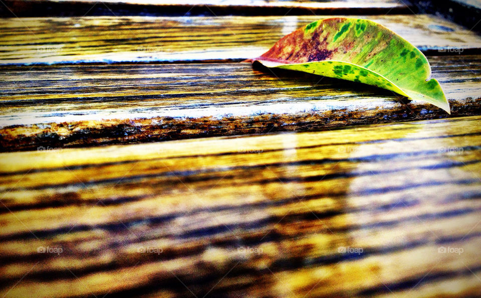 nature wood abstract leaf by boseiaiphotography