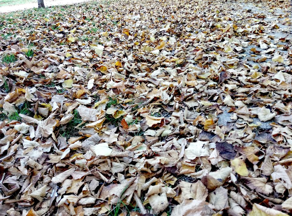 Dry leaves everywhere. Autumn leaves.