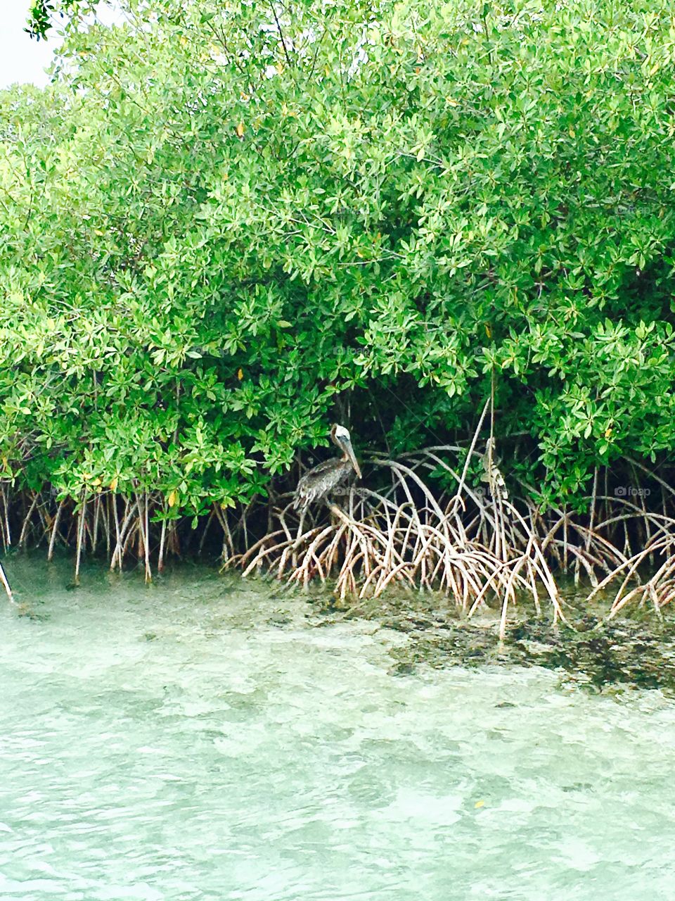 Pelican on Flamingo Island