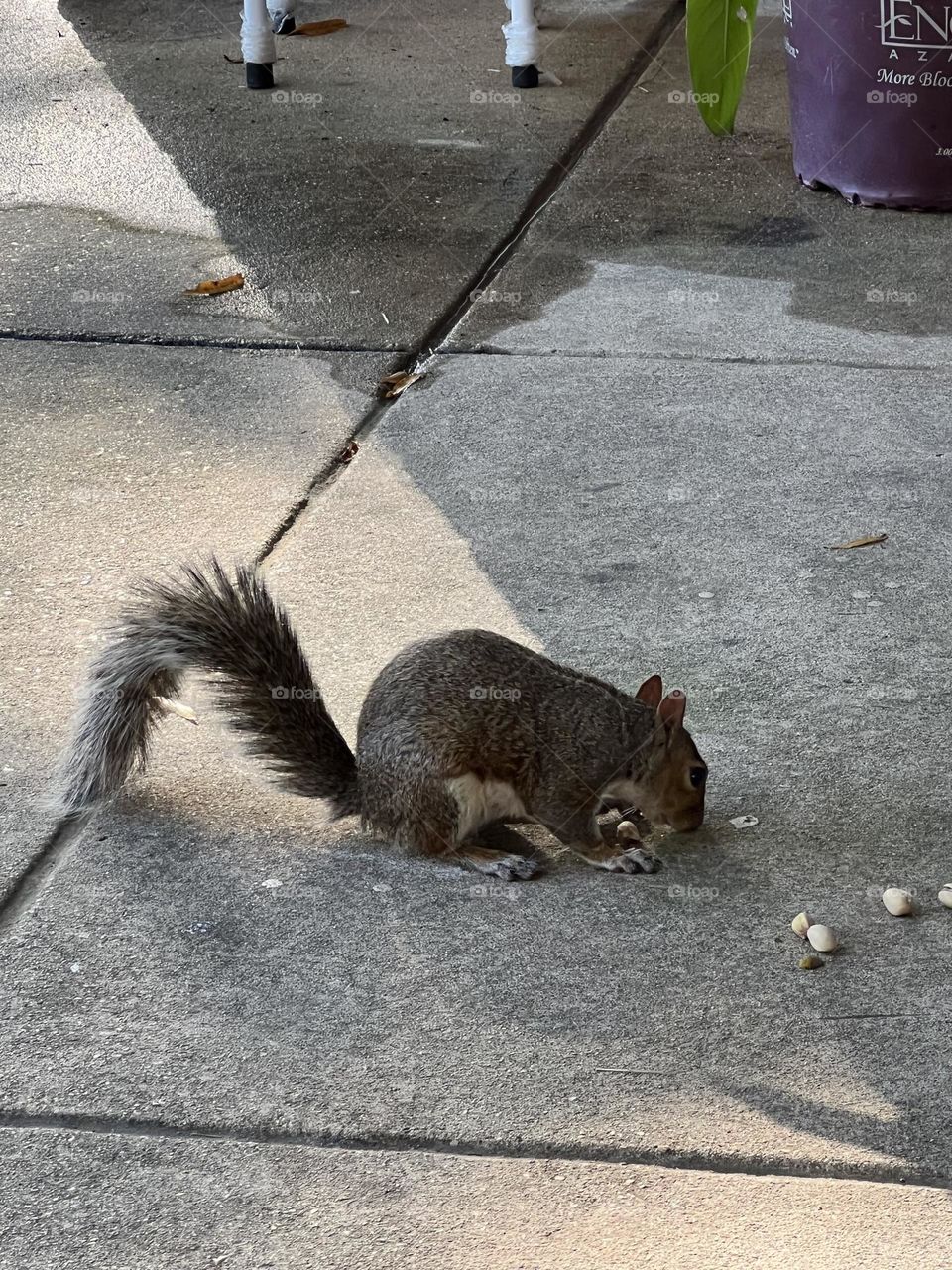 Squirrel