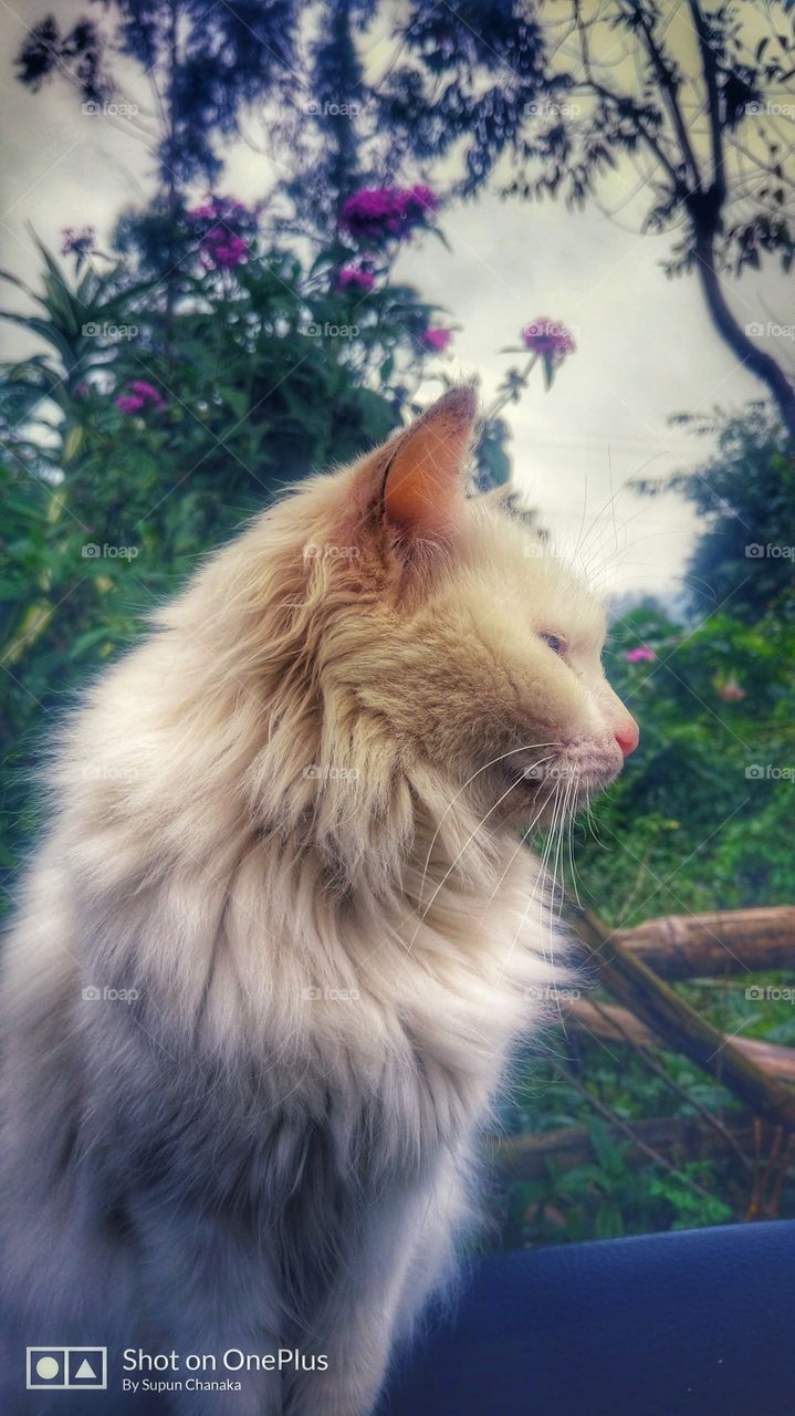 cat, proud, white, natural, edit
