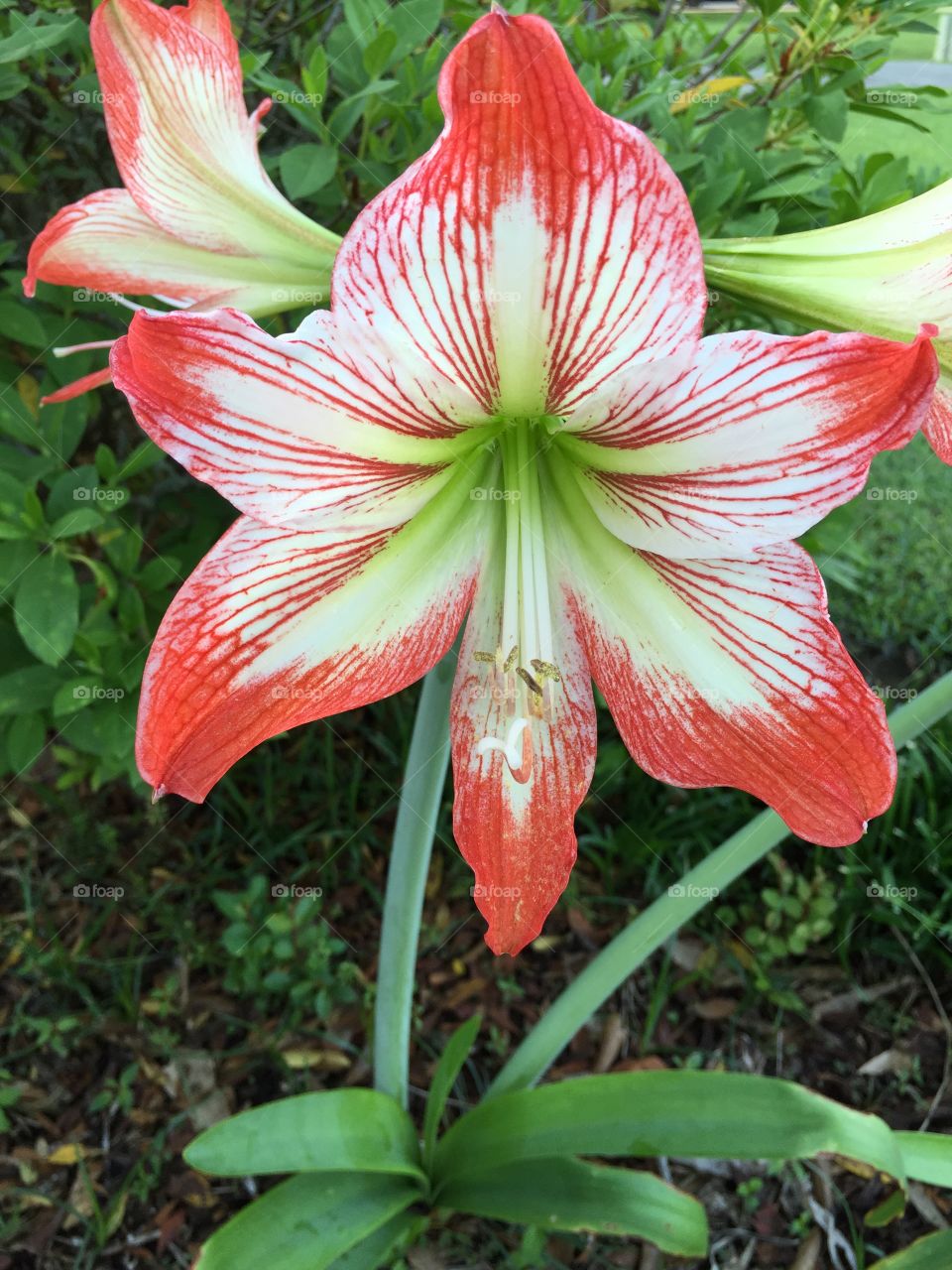 Lily flower