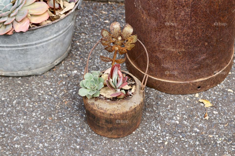 Pot, Wooden, Wood, Flora, Nature