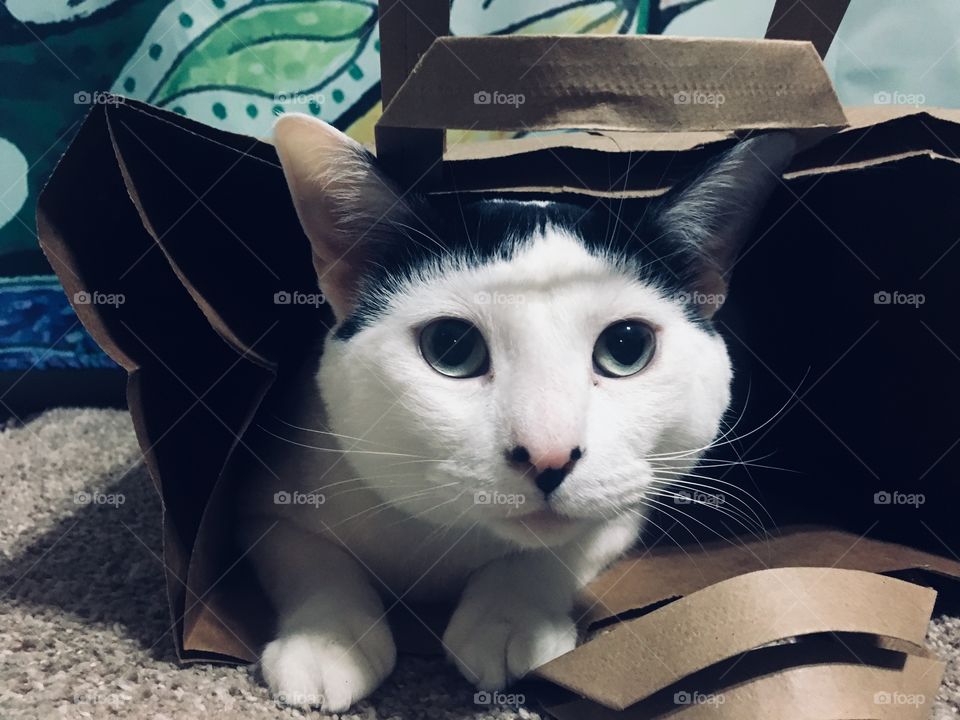Cat in sack 2