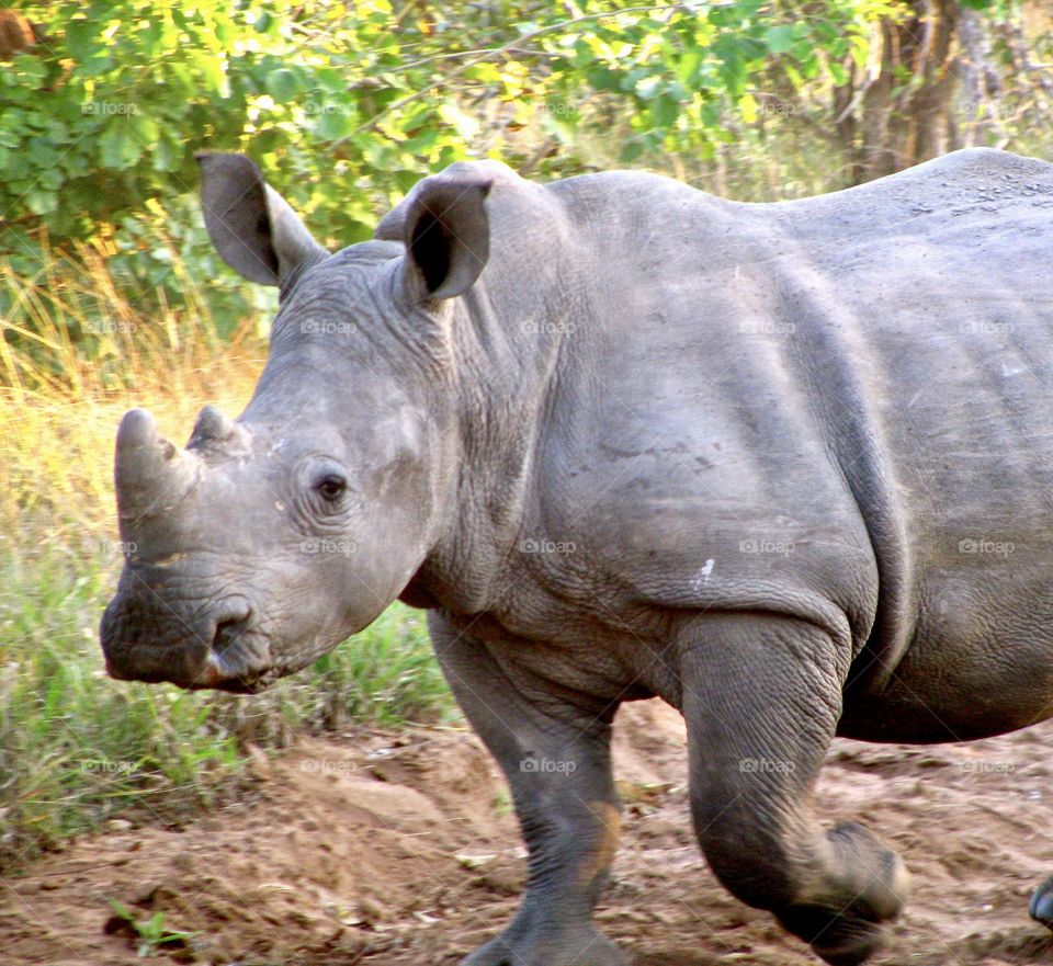 Close up of a rhino