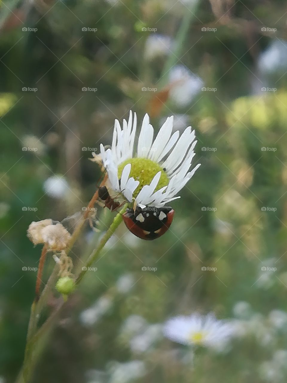 Lady bird