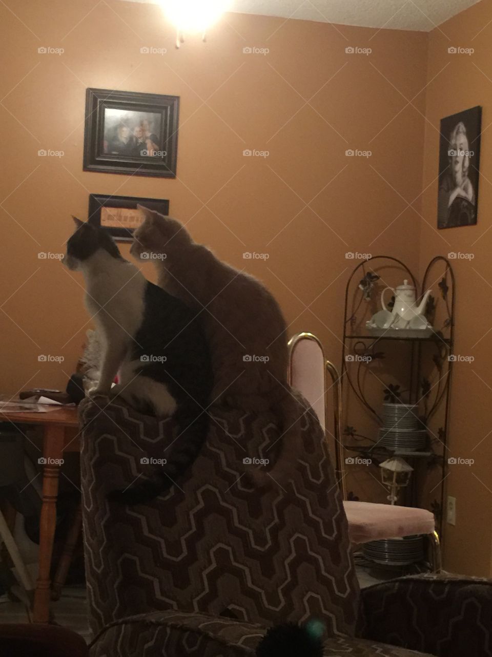 Cats on chair 