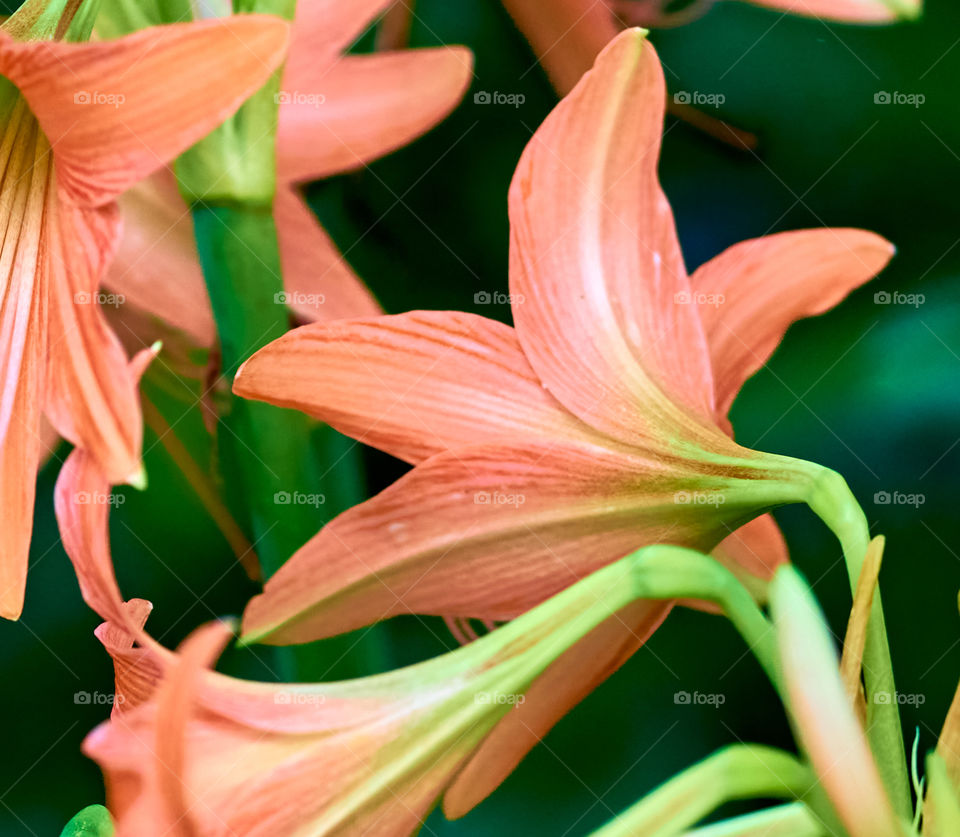 Floral photography - Striped Barbados Lilly - Petals