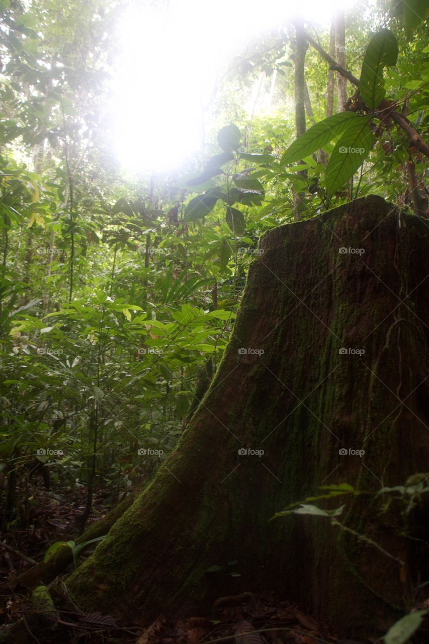 Central Kalimantan, Borneo 