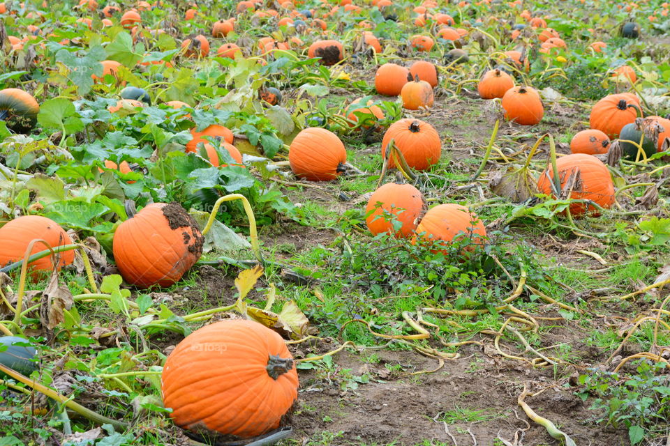 Pumpkin patch 