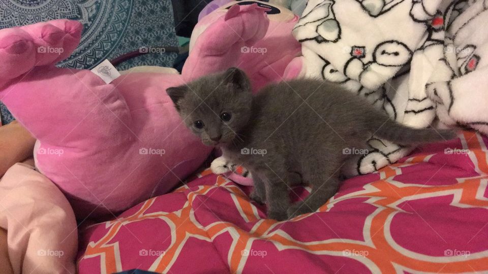 Grey kitten