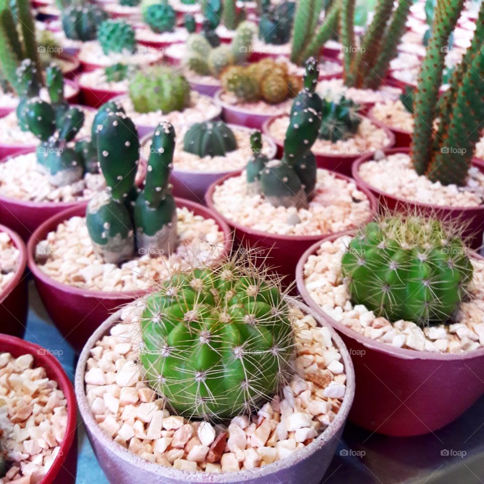 Cactus Garden