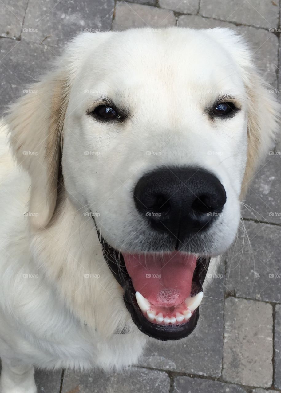 High angle view of dog with mouth open