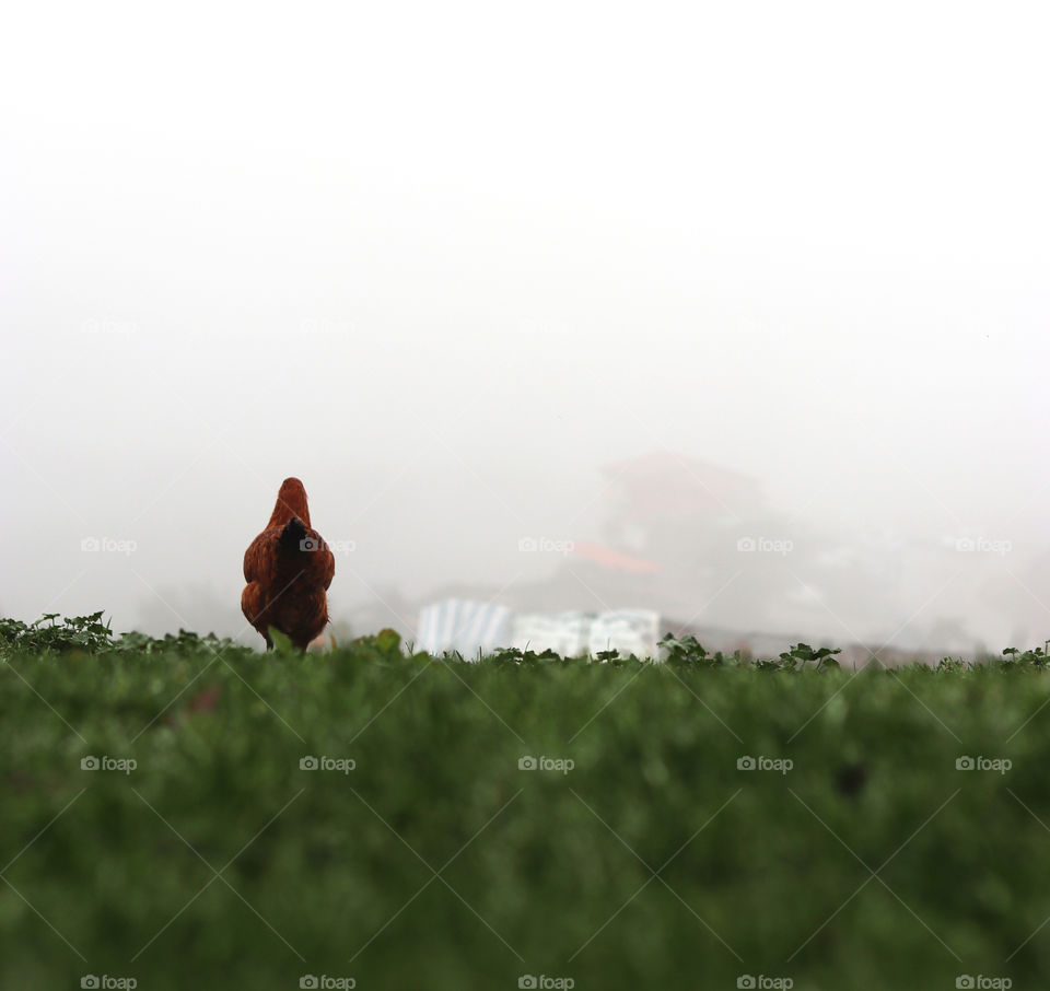 The beautiful nature of Masal